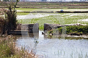 Rice fields in Cullera Valencia Spain