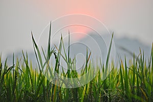 Rice fields at dawn