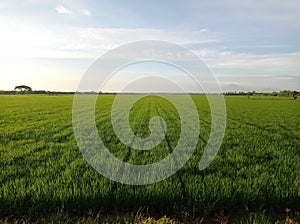Rice fields in Demak district