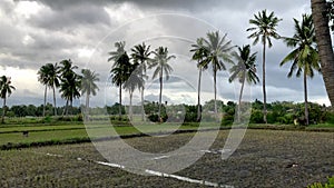 rice fields divided by palm trees against a backdrop of mountains and low clouds stands a hut in the Philippines Asia