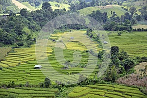 Rice fields at Doi Inthanon