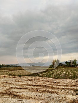 Rice fields