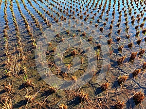 Rice fields flooded after rain