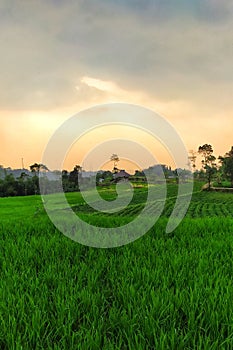 Rice fields at the foot of Mount Bunder, Bogor, West Java, Indonesia photo