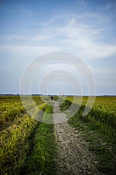 rice fields, footpaths, with blue sky