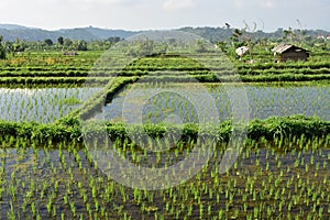 Rice Fields With Footpaths