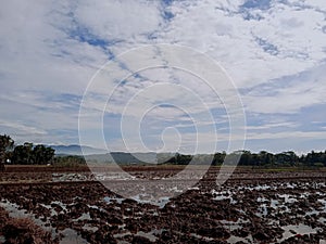 Rice fields freshly plowed, ready for rice planting