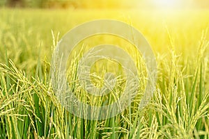 Rice fields green and gold is beautiful images.