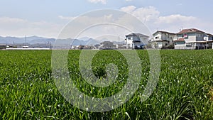 Rice Fields in Gunma Fujioka ,Japan