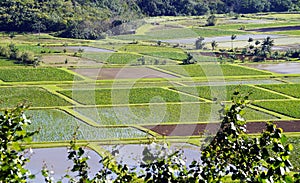 Rice fields in Hanalei, Island of Kauai, Hawaii, United States