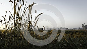 Rice fields after harvest