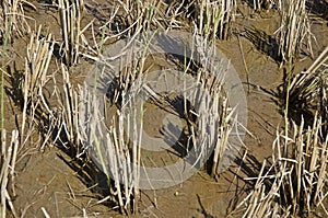 Rice fields after harvest