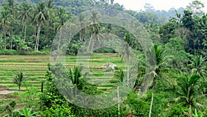 Rice fields are in the harvest