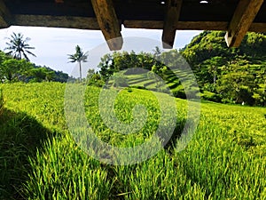 Rice in the fields before harvest arrives