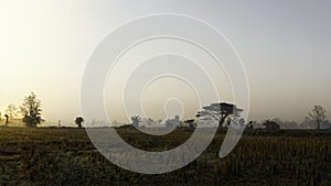 Rice fields after harvest