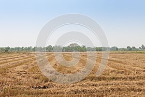 Rice fields after harvested