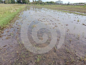 rice fields that have been cultivated before rice is planted