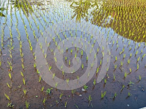 Rice fields. rice fields that have just been planted with rice??