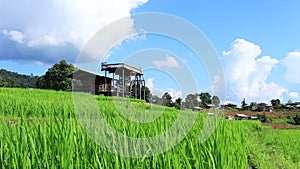 Rice fields on a hill with view of mount at Mae Chem of Chiang Mai in Thailand.Time lapse motion.