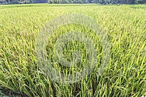 Rice fields at Hoa binh province