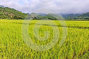Rice fields at Hoa binh province
