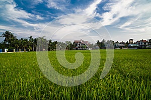 Rice Fields , Hoian City - Vietnam photo