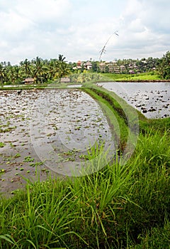 Rice fields and house, Bali