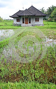 Rice fields and house, Bali, asia