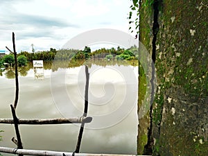 rice fields are inundated with flood water with trees growing and the water is murky