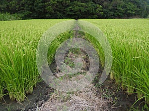 Rice fields in Japan