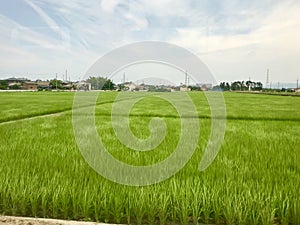 Rice fields in Japan
