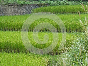 Rice Fields in Japan