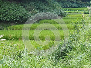 Rice Fields in Japan