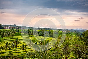 Rice fields in Jatiluwih. Bali, Indonesia