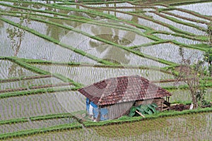 Rice fields in Jatiluwih