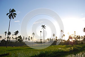 Rice fields Kotamobagu