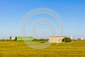 Rice fields in La Albufera, Valencia, Spain