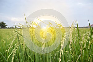 Rice fields and light in the sky at sunrise