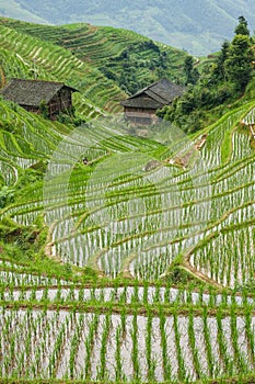 Rice fields in longshen china