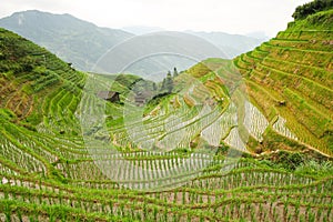 Rice fields in longshen china