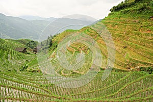 Rice fields in longshen china