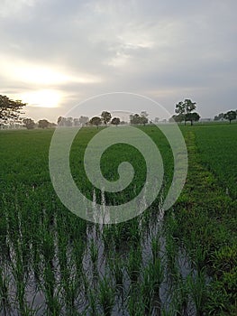 rice fields in madures photo