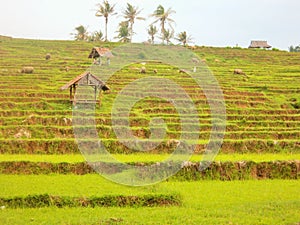 Rice fields make you miss your hometown, Sawarna, Indonesia