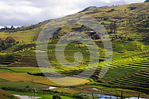 Rice fields Malagasy landscape. photo