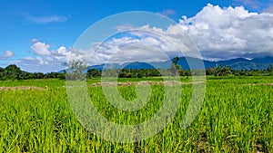 Rice fields managed by local farmers in Manokwari