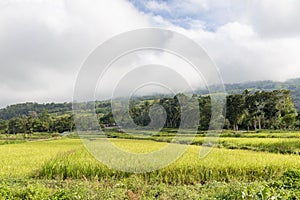 Rice fields in Moni