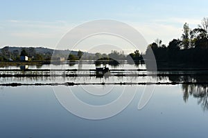 Rice fields in Montemor-o-Velho,Beira Region,