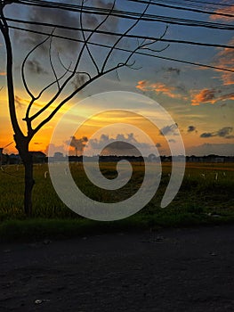 Rice fields in the morning