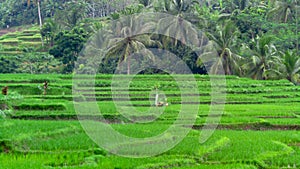 Rice fields in the morning