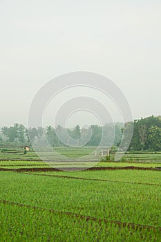 Rice fields in the morning covered in fog